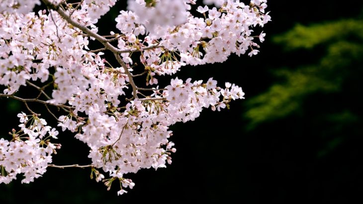 ２０２４年４月の１２星座別占い（３/４）