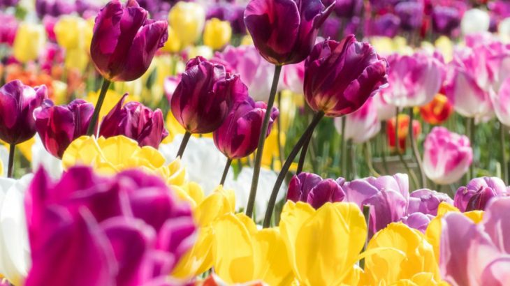 12星座別：4月の月間占い（2/3）