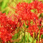 12星座別：2025年9月の月間占い（3/3）