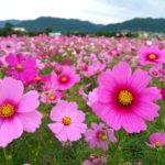 12星座別：2025年9月の月間占い（1/3）