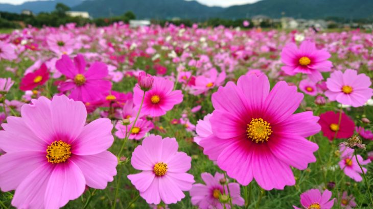 12星座別：2025年9月の月間占い（1/3）